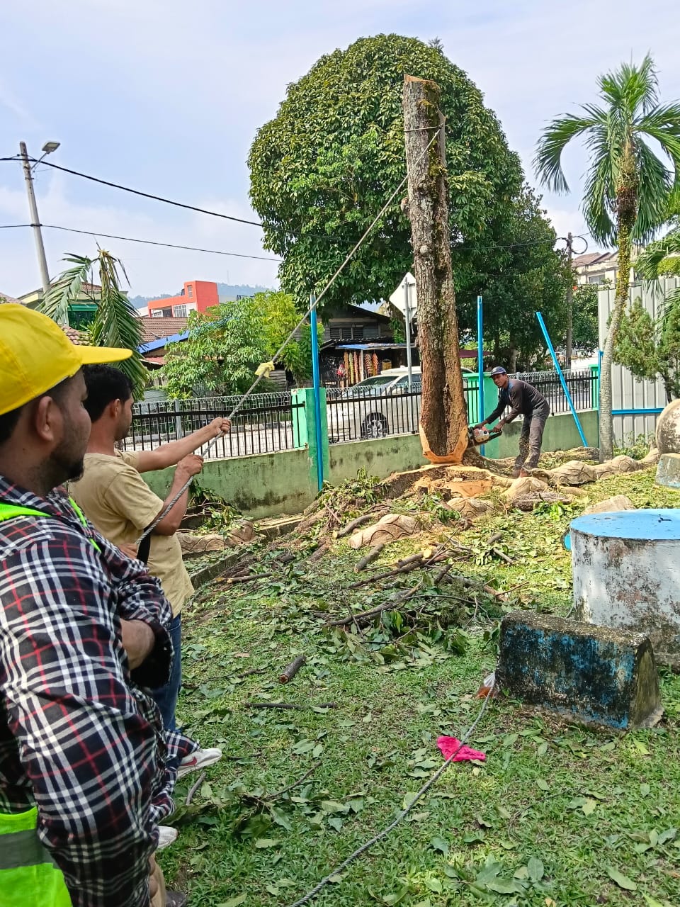 Tree Trimming Service KL