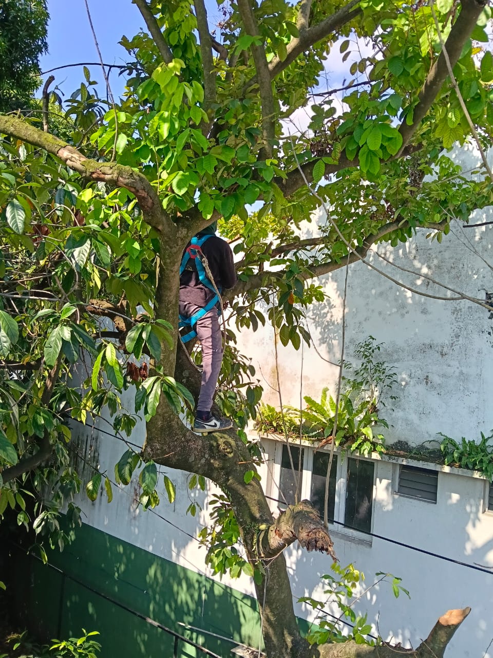 Tree Cutting Services Kuala Lumpur