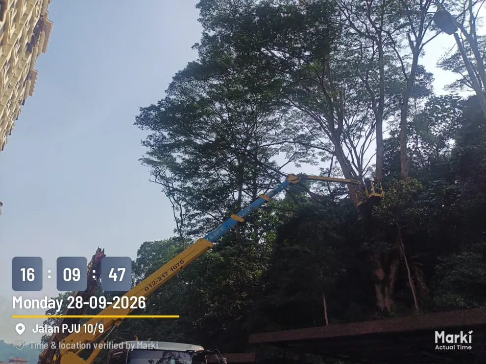 Tree Cutting PJ contractor in Petaling Jaya PJU