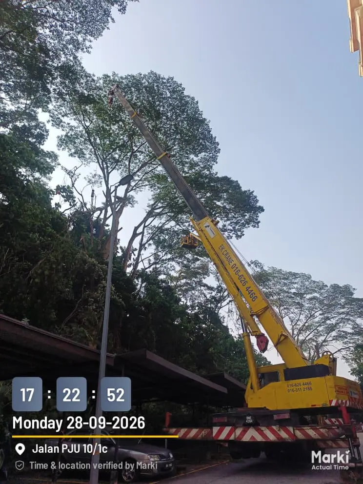Tree Cutting PJ large tree service in PJU Petaling Jaya
