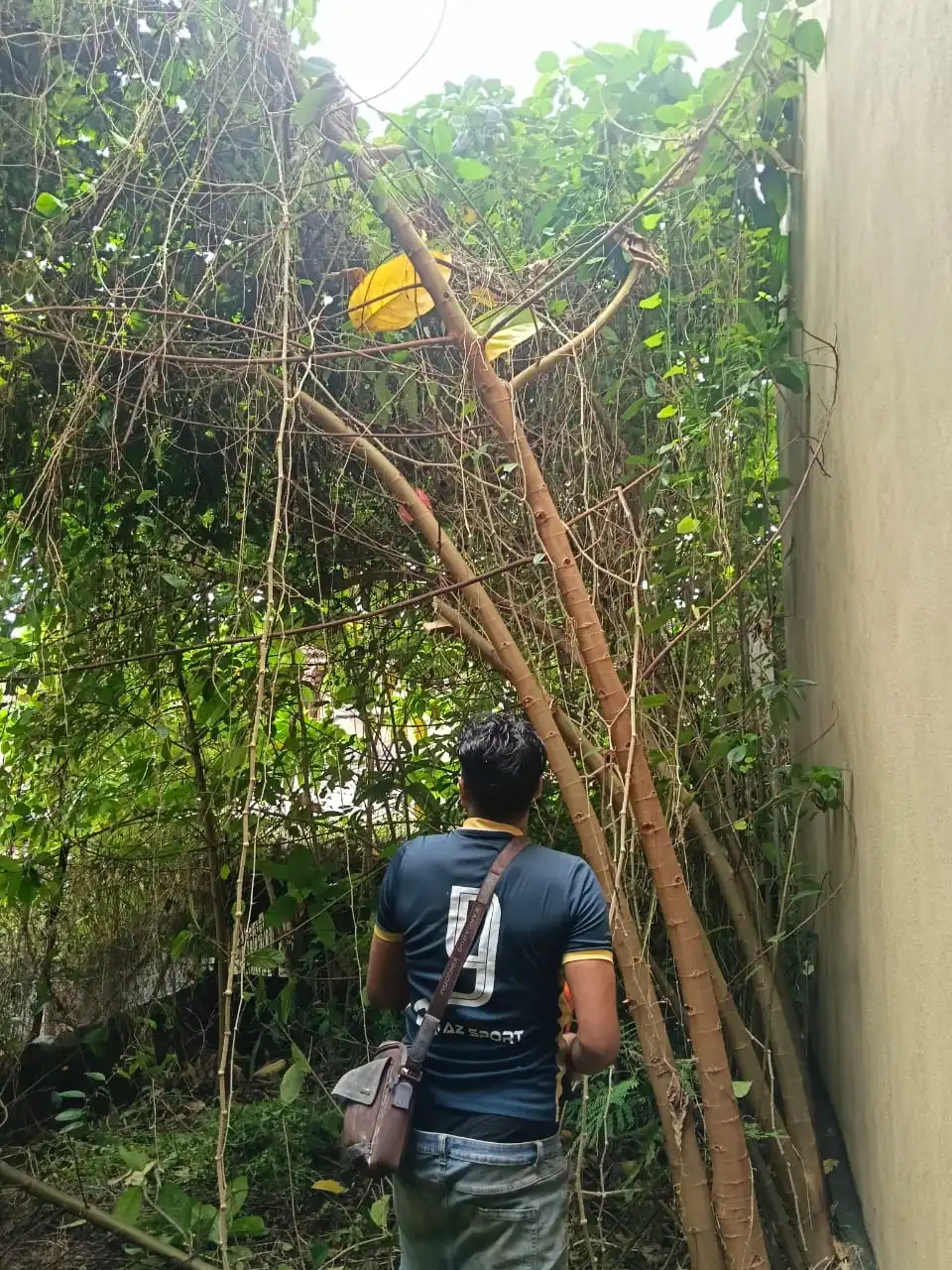 Professional tree cutting service in Sungai Besi Kuala Lumpur.